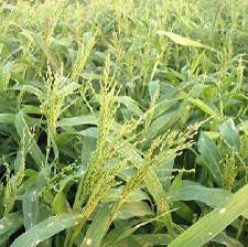 FOOD PLOT
