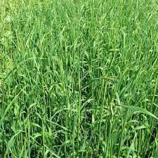 FIELD SEED