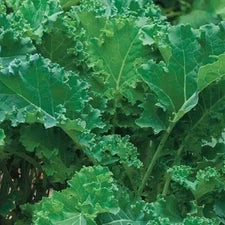 IMPERIAL GREENS