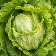 IMPERIAL LETTUCE