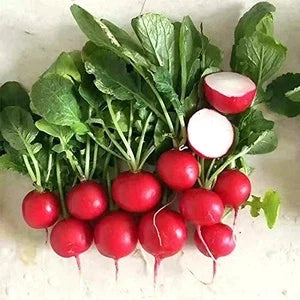 IMPERIAL RADISH