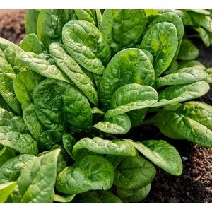 IMPERIAL SMALL SEED