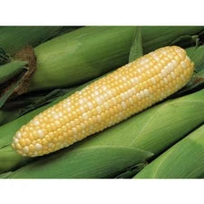 IMPERIAL SWEET CORN