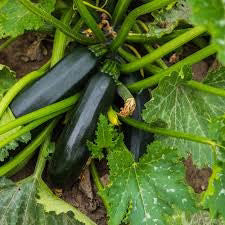 IMPERIAL VINE