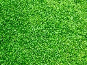 MISCELANEOUS GRASS SEED