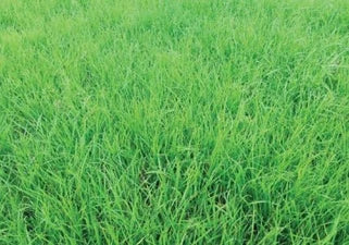 RYEGRASS