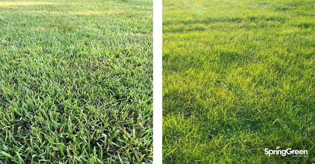 CENTI AND ZOYSIA