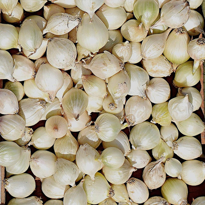 ONION-WHITE 32#