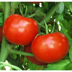 RUTGERS TOMATO .125 GRAM