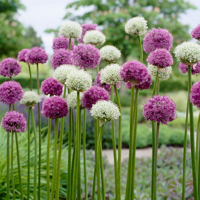 ALLIUM WILD ABOUT MIXTURE
