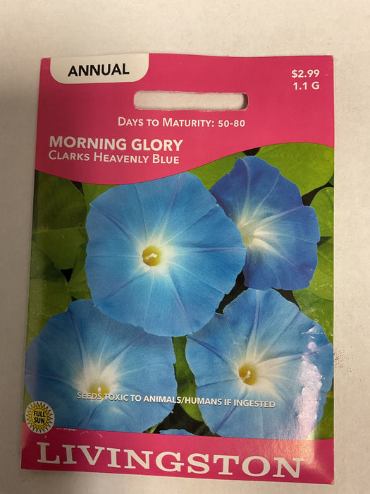 MORNING GLORY CLARKE HEAVENLY