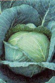 LATE FLAT DUTCH CABBAGE 1#