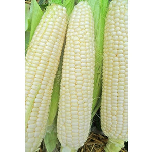 TRUCKER FAVORITE WHITE 1/2#
