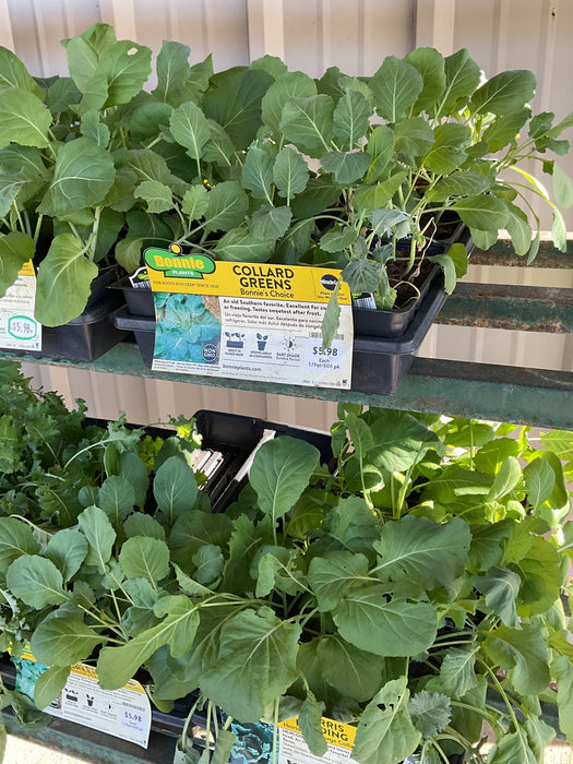 BONNIE 6 PACK VEGETABLE