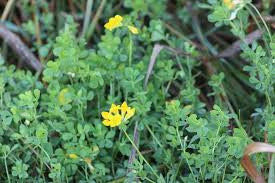 BIRDSFOOT TREFOIL 5#
