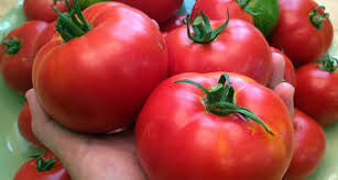 CELEBRITY TOMATO .125 GRAM