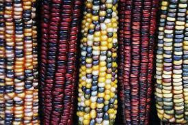 IMP-OP CORN-INDIAN CORN 50#