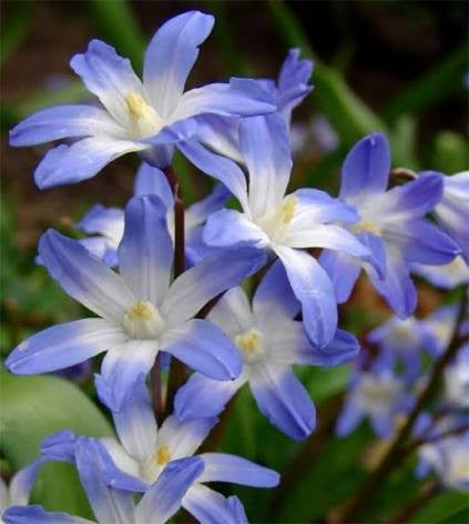 CHIONODOXA BLUE GIANT