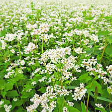 BUCKWHEAT 5#