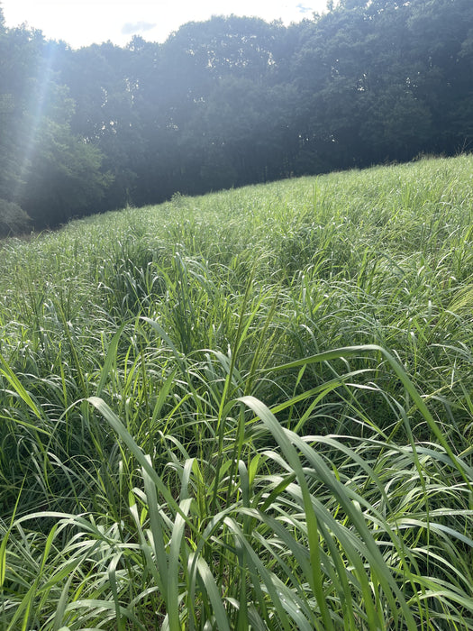 SWITCHGRASS-INDEPENDENCE 7#