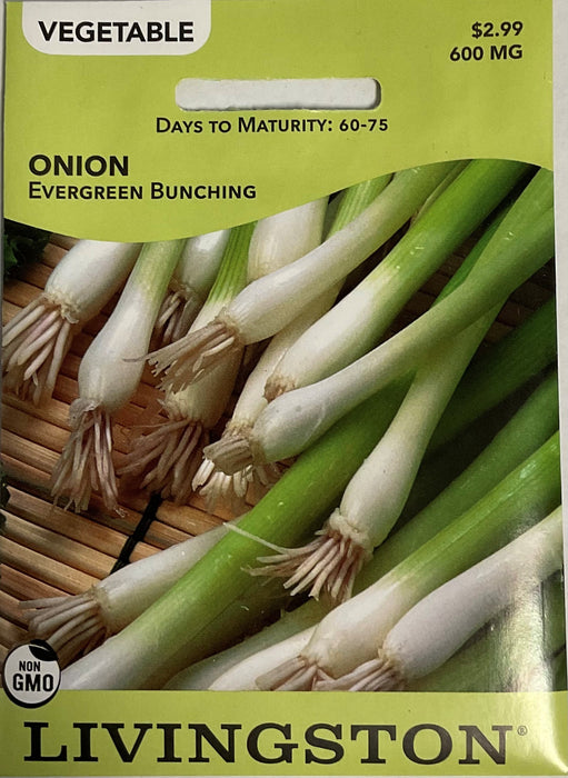 ONION - EVERGREEN BUNCHING