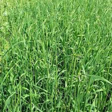 BLACK OATS 50#