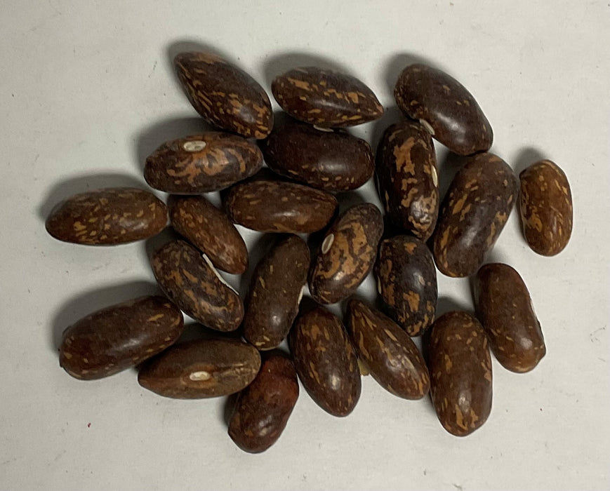 TENDERGREEN BUSH BEAN 1#
