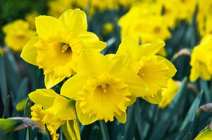 NARCISSUS DUTCH MASTER