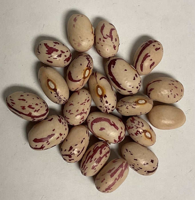 TAYLOR HORT. BUSH BEAN 1#