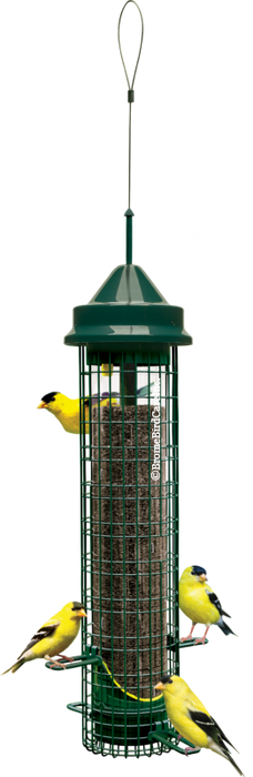 SQUIRREL BUSTER FINCH