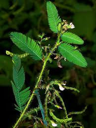 AESCHYNOMENE (JOINT VETCH) 50#