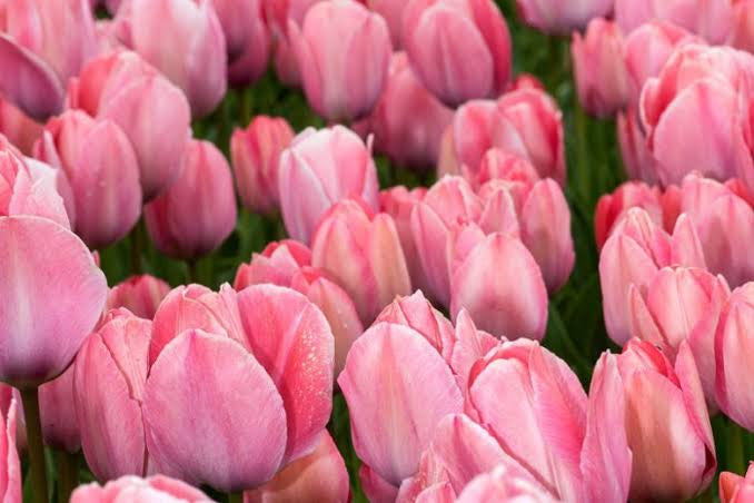 TULIP MYSTIC VAN ELJK