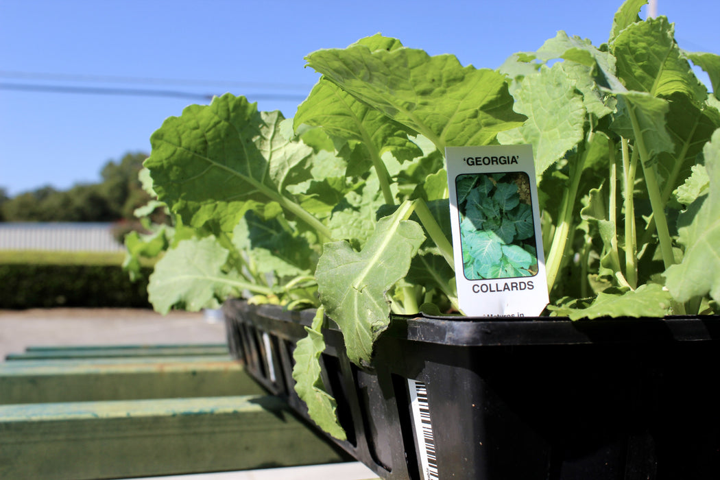 GEORGIA COLLARDS 5#
