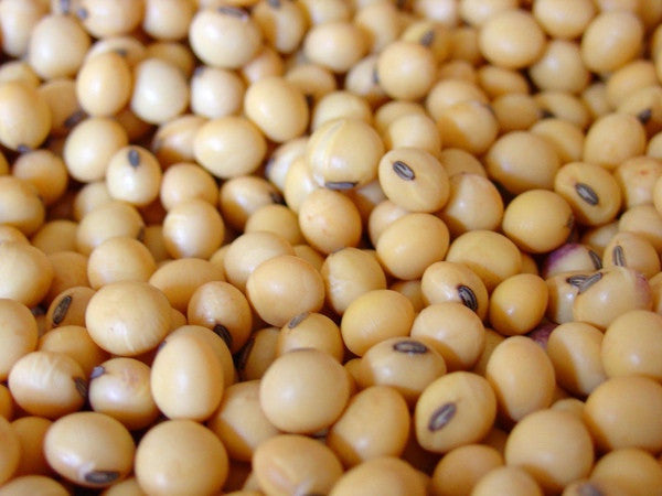 FEED SOYBEANS 50#
