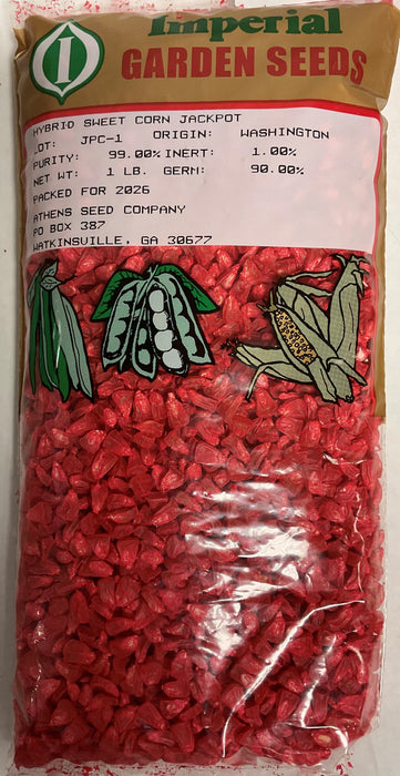 JACKPOT SWEET CORN 1#