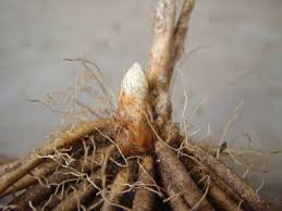 ASPARAGUS-JERSEY GIANT 5-PK