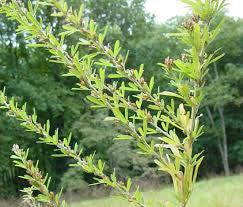 LESPEDEZA-HULLED SERICEA 50#