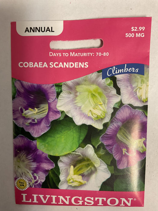 COBAEA SCANDENS 500MG