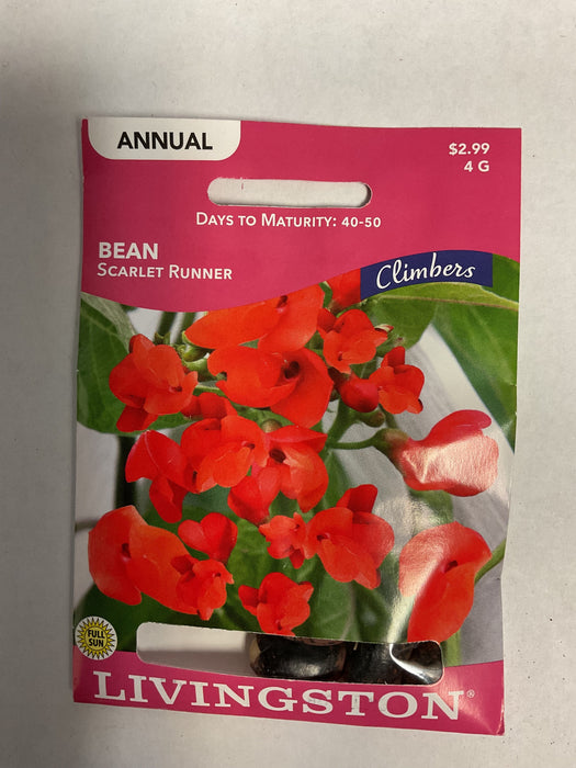 BEAN SCARLET RUNNER