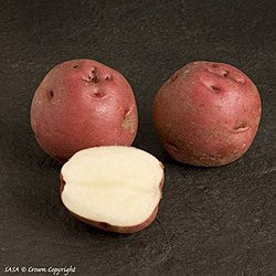 POTATO-RED PONTIAC 50#