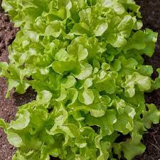 SALAD BOWL LETTUCE 1.50 GRAM