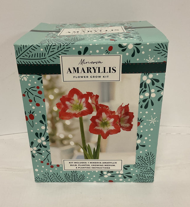 AMARYLLIS MINERVA BULB KIT