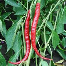 LONG SLIM CAYENNE PEPPER .125