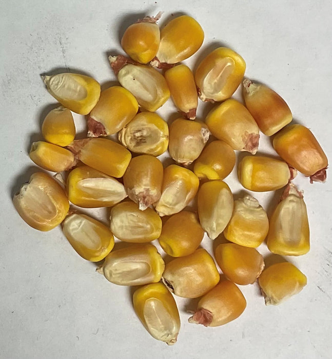 REIDS YELLOW DENT CORN 1#