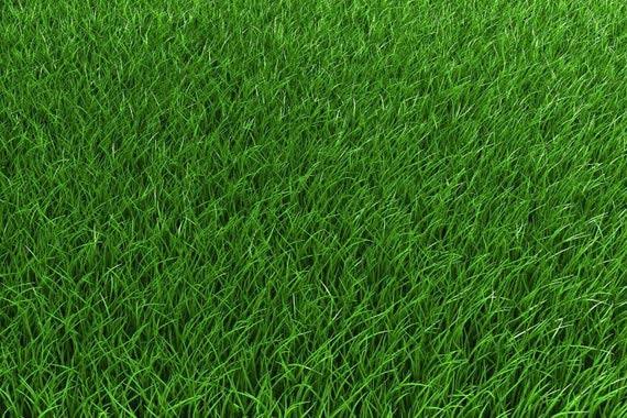 FESCUE-TURF CREEPING RED 5#