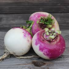 IMP-TURNIP-PURPLE TOP 50#