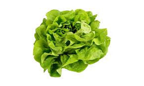 BUTTERCRUNCH LETTUCE 1.50 GRAM