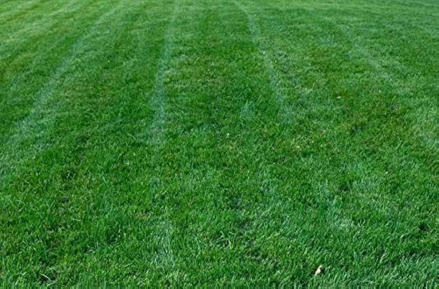 FESCUE-TURF TITAN 10#