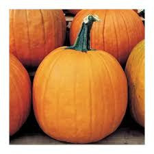 CONNFIELD PUMPKIN 1#