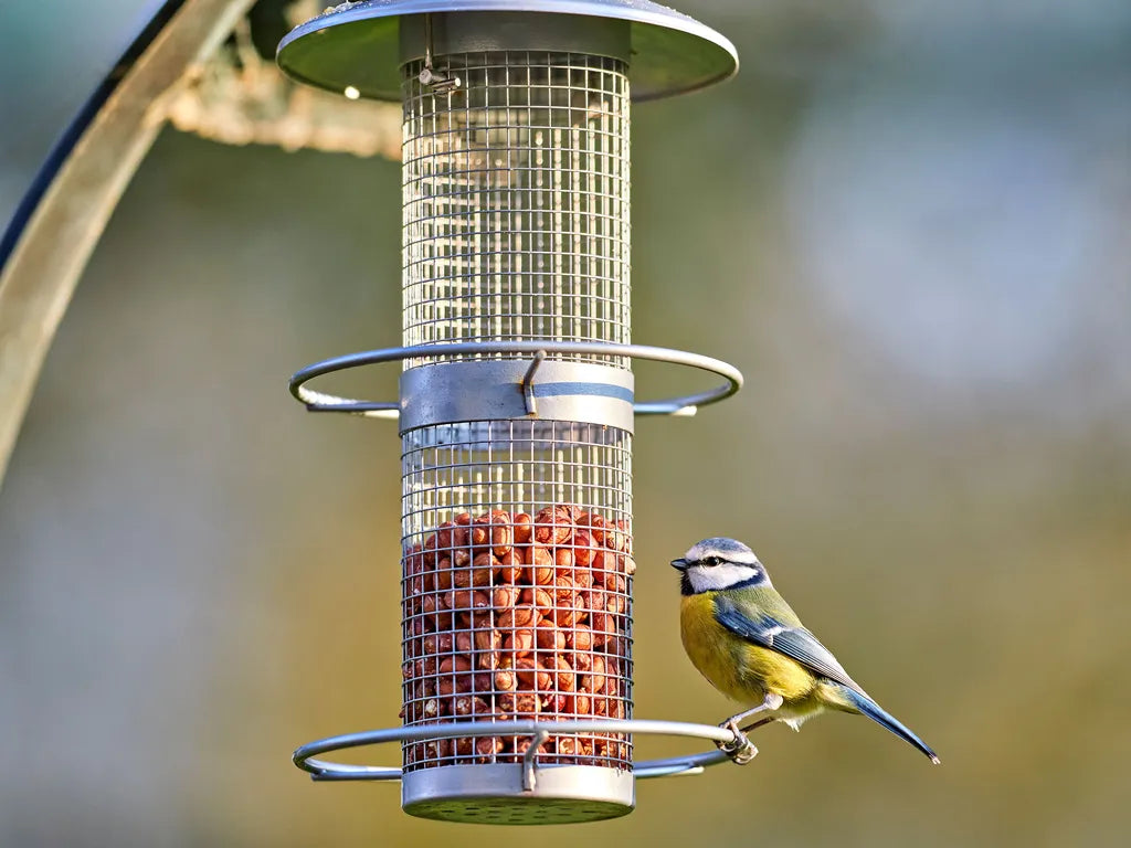 Birdfeed & Wildlife
